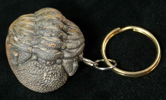 Real Phacops Trilobite Keychain #17333